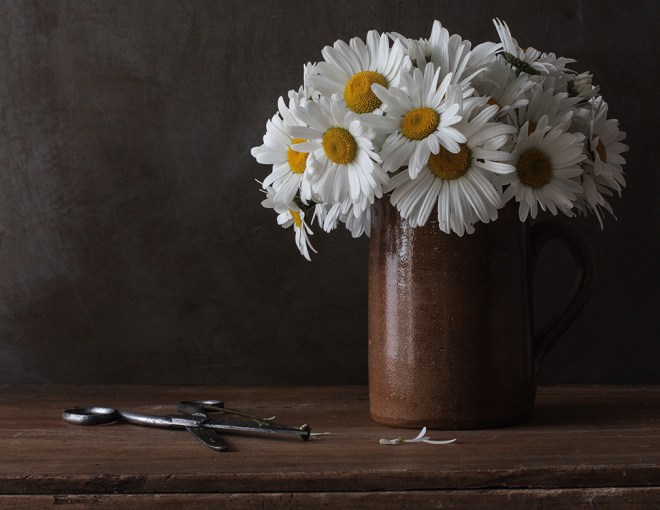 Camomile | chilitonka