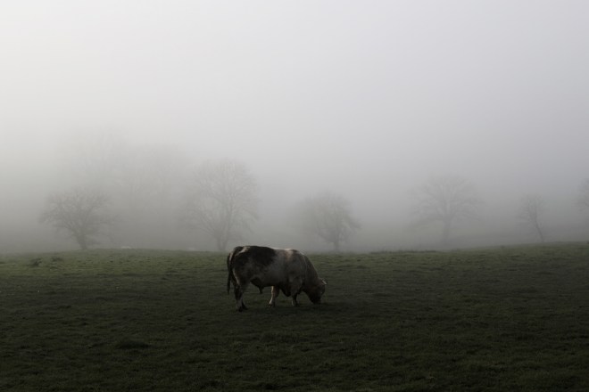 La vache | chilitonka