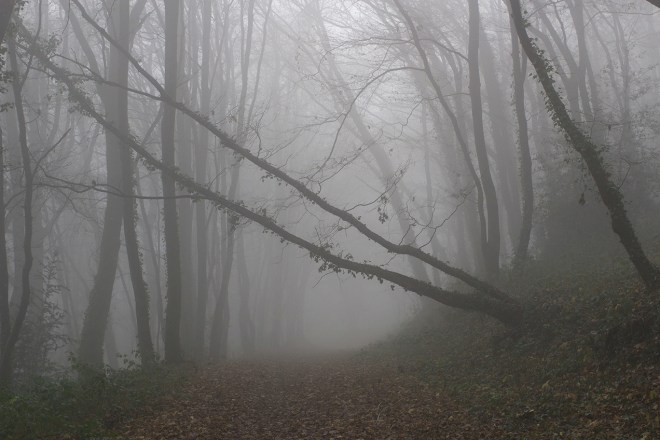 Ggła w lesie | chilitonka