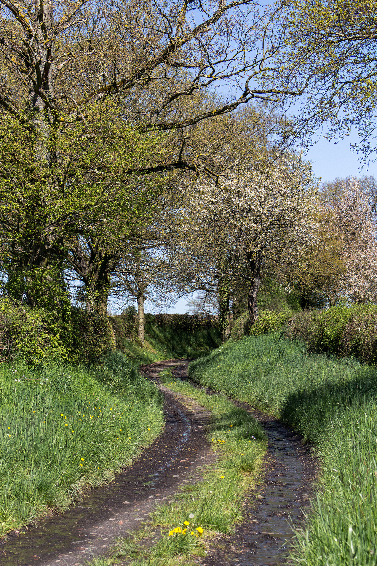 Dróżka | chilitonka