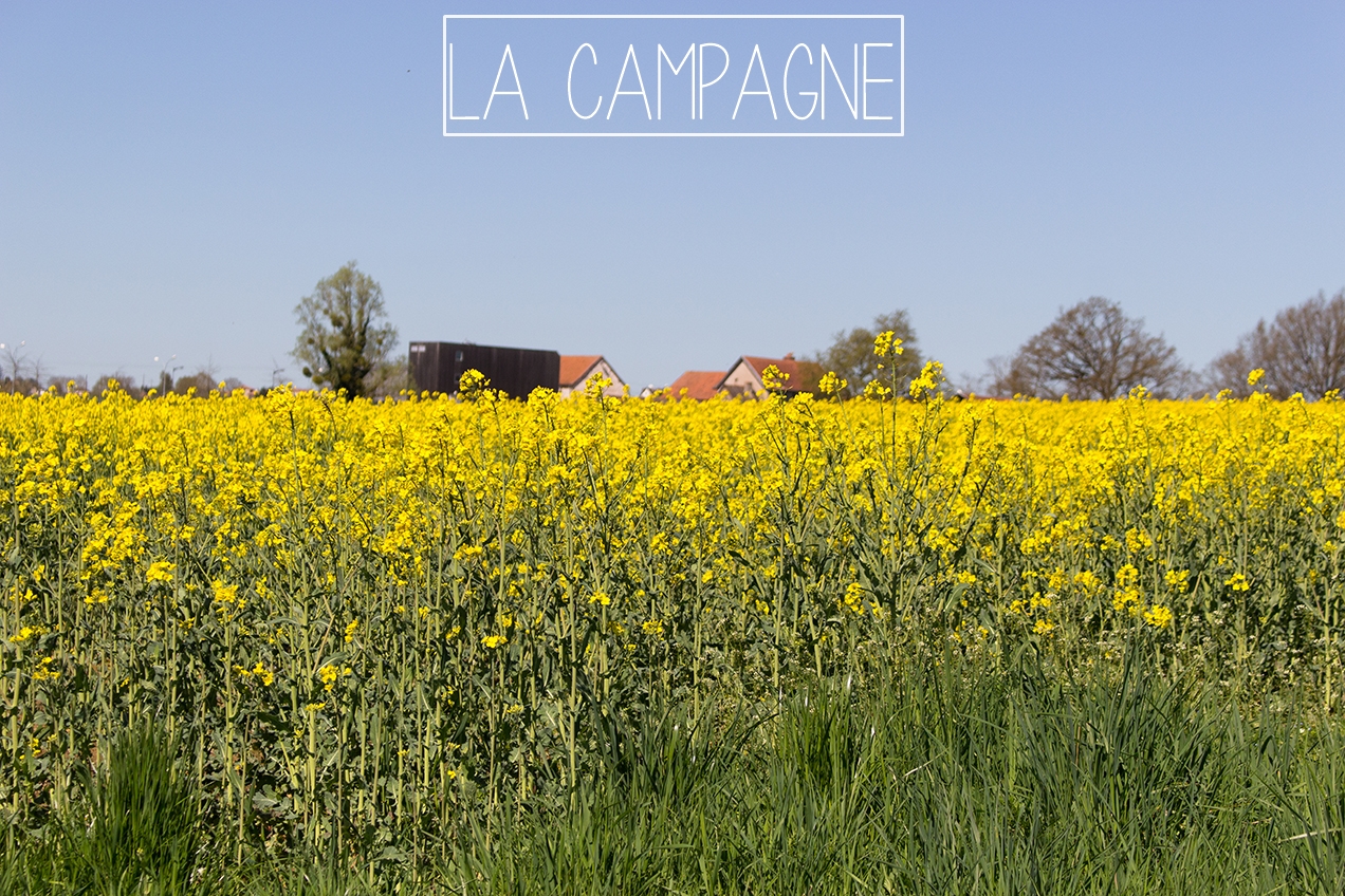 Pole rzepaku | chilitonka