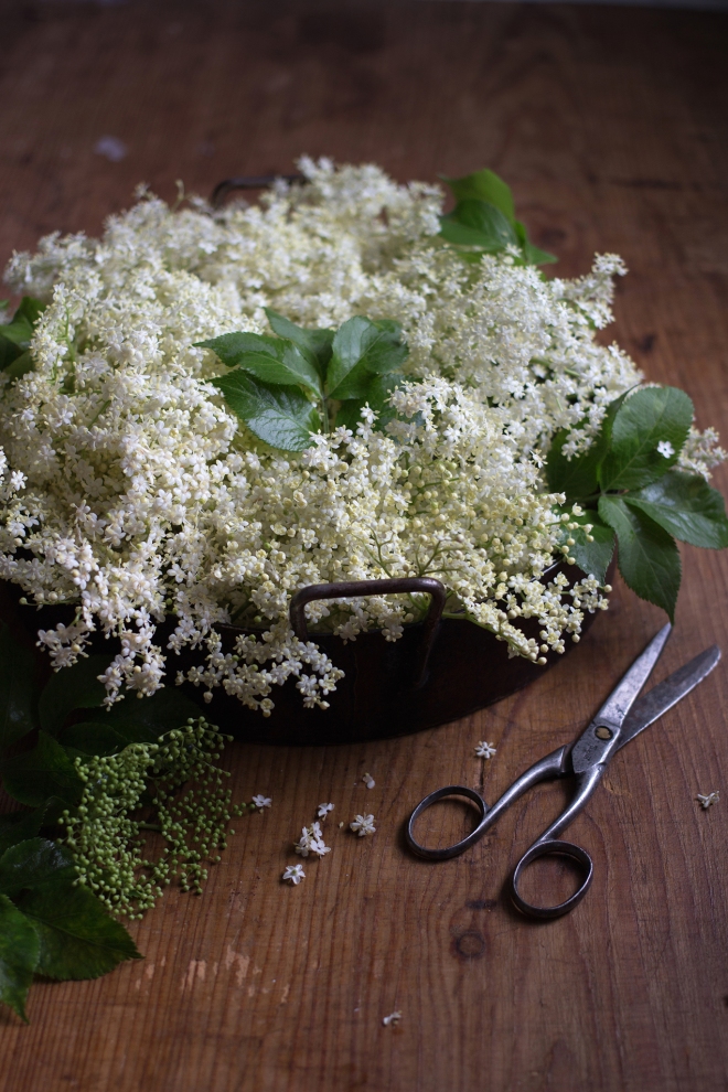 Elderflower | chilitonka